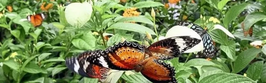 10 وجهات جذب الأزواج في كوالالمبور